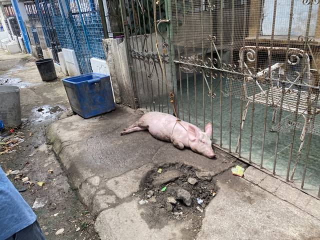 おうちの様子