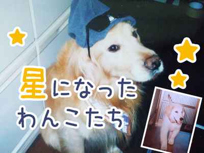 星になったワンコたち − 老い、病気。何度も犬を介護し、看取って感じたこと −