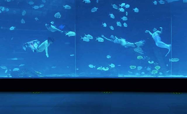 4頭(?)の男女のマーメイドが海中を魚のように泳ぎます
