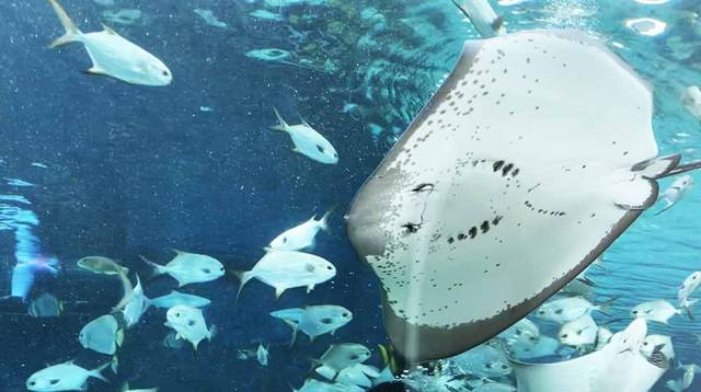 海中トンネルフォトジェニックな写真