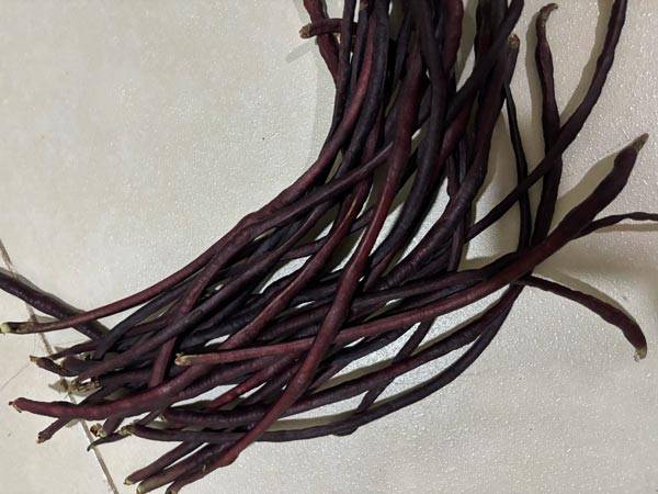 フィリピン野菜：紫シータウ