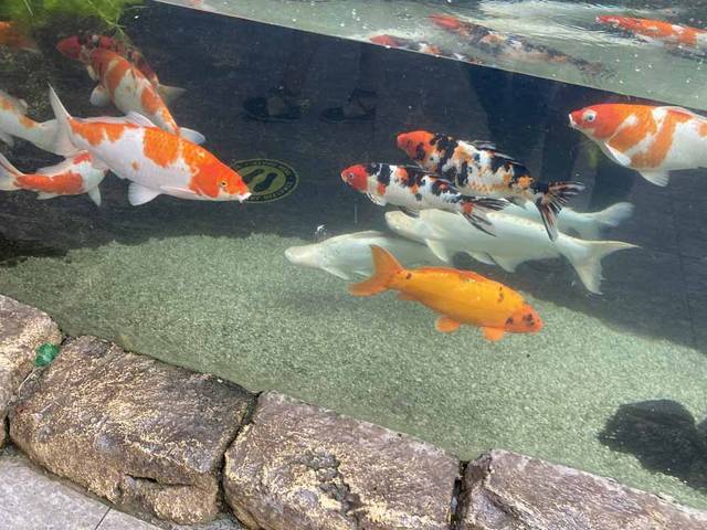暖簾(のれん)をくぐると金魚や錦鯉も!?世界中からやってきた淡水魚
