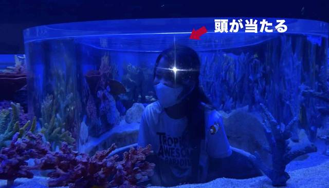 Seven Seas(セブン・シーズ)まるで海に入ったかのよう?内側に人が入れるスペースがある水槽あり