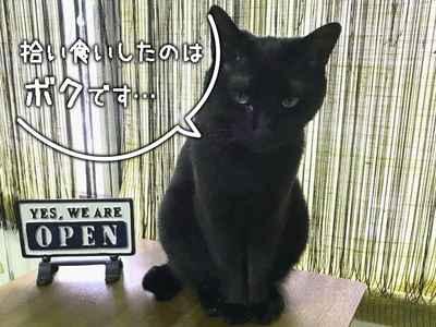 飼い猫が食中毒！？対処法等の備忘録