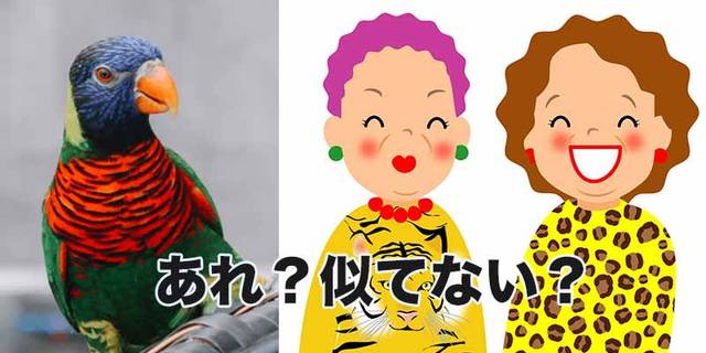 ゴシキセイガイインコ
