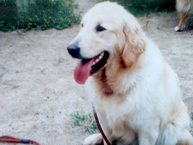 脳腫瘍ができ水頭症を発症