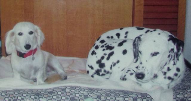 気性の荒い若い犬