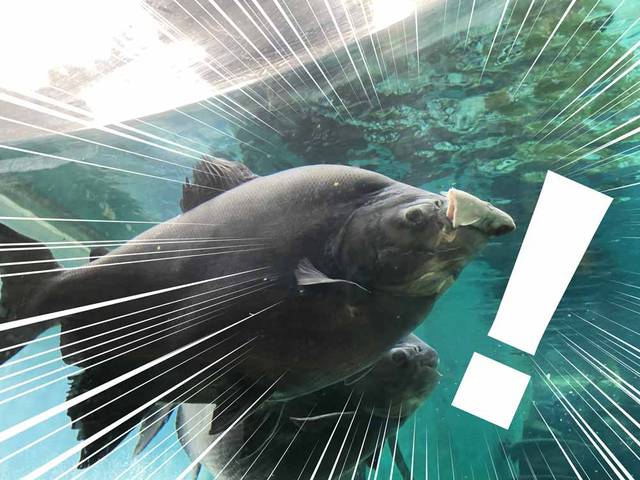 古代魚?アマゾンのがお魚のお頭を咥えてご満悦な顔でスイスイ