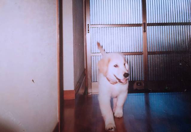 たった5歳。脳の癌で死んだゴールデンレトリバー