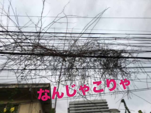 ちなみにご覧ください。この絡まった電柱のコード・挙げ句の果てには枯れ木が絡まっています