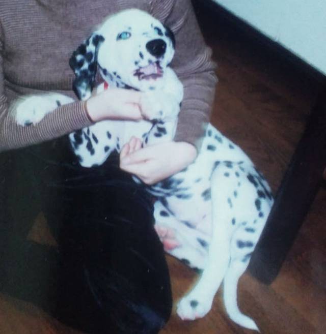 気性の荒い若い犬