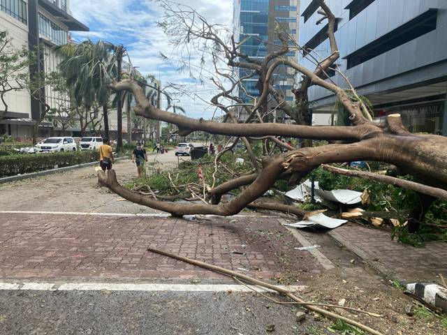 電柱、看板、街路樹はなぎ倒されひどい有様