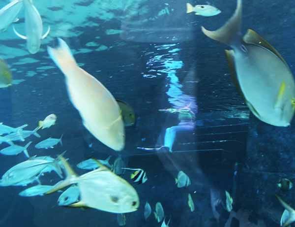 水中に人魚の格好をしたおっさん???