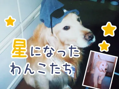 星になったワンコたち − 老い、病気。何度も犬を介護し、看取って感じたこと − のサムネイル