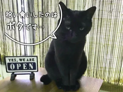 飼い猫が食中毒！？対処法等の備忘録 のサムネイル